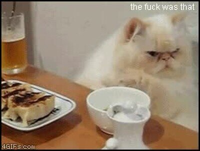 cualquier dia,ma&ntilde;ana,gato