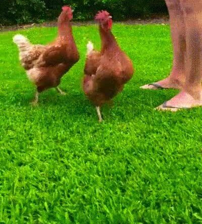 Gif De Cabeza De Pollo Pechugones Chicken Broaster | Ese Pollo Que Te