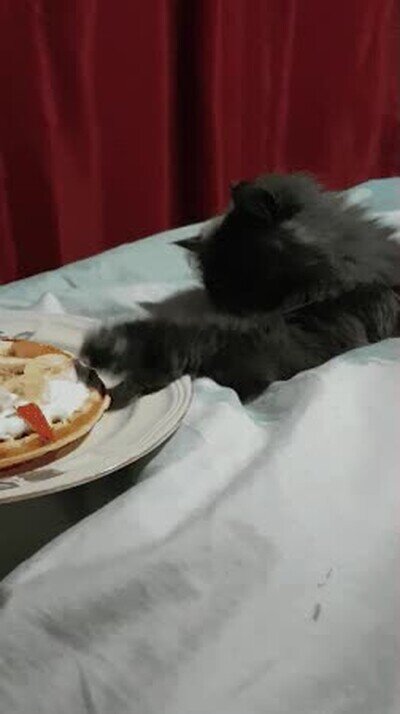 comida,gato,comer