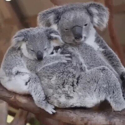 koala,abrazo