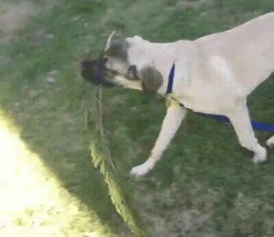 Enlace a Este perro no necesita a nadie para ser feliz