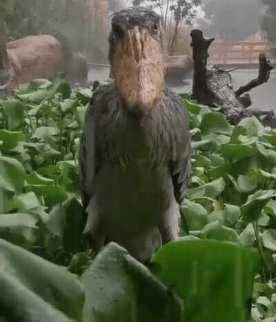 Enlace a ¿Qué harías si te lo encuentras mirándote volviendo a casa?