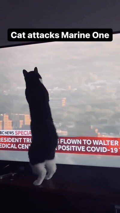 gato,gustar,helicopteros