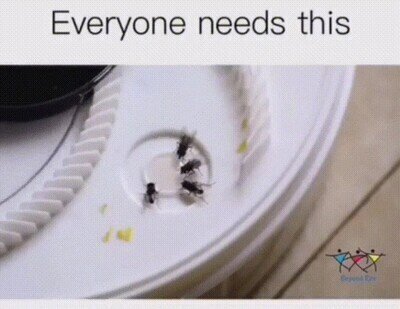 Enlace a Una máquina para atrapar moscas pesadas en verano