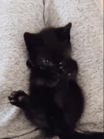 Enlace a Un pequeño gato descubriendo que tiene pies