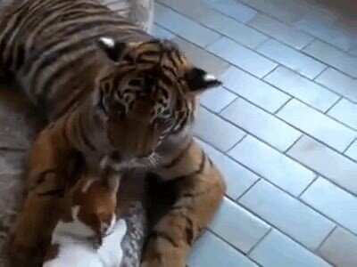 perro,tigre,mejores,amigos