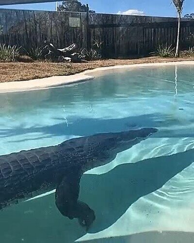 piscina,ba&ntilde;ar,cocodrilo