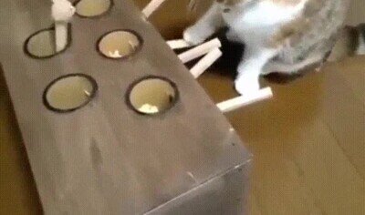 Enlace a Algún día conseguiré atraparlo