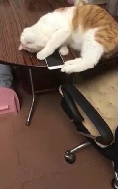 gato,iphone,susto