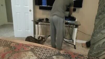 Enlace a Gatos que conocen tus debilidades