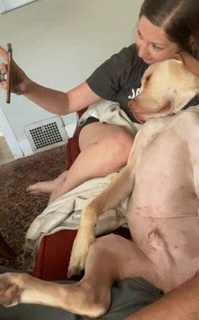 perro,novia