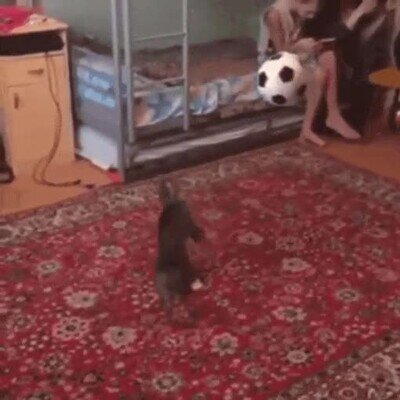 Enlace a Este gato fue un gran portero de fútbol en otra vida