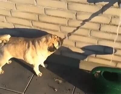 Enlace a Lo importante en esta vida es intentarlo