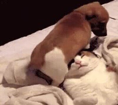 despertar,ma&ntilde;ana,cama