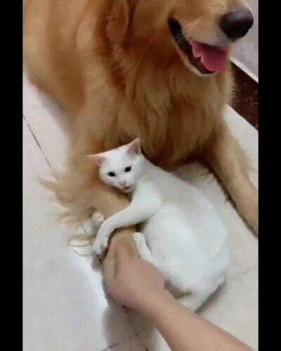 Enlace a ¿Quién dijo que perros y gatos no pueden ser amigos?