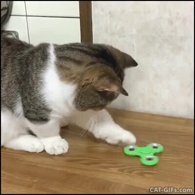 Enlace a Gato apasionado con su fidget spinner