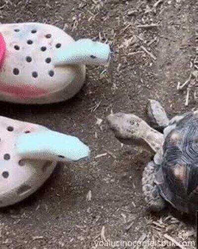 Enlace a Tortugas que están bastante salidas