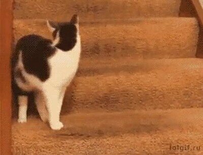 Enlace a Este perro ha decidido convertirse en Flash