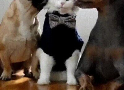 Enlace a Con razón este gato no tiene miedo de los perros