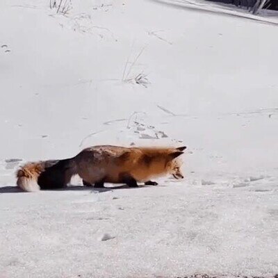 Enlace a Es una pasada ver cómo saltan los zorros para cazar en la nieve