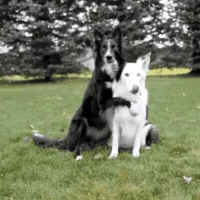 perros,posar,c&aacute;mara,amigos