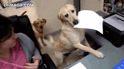 buen chico,perro,ayuda,mama,trabajo