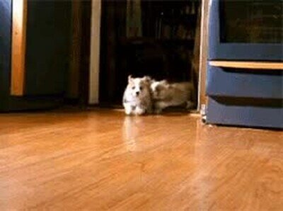 paquete,chicles,clase,perros