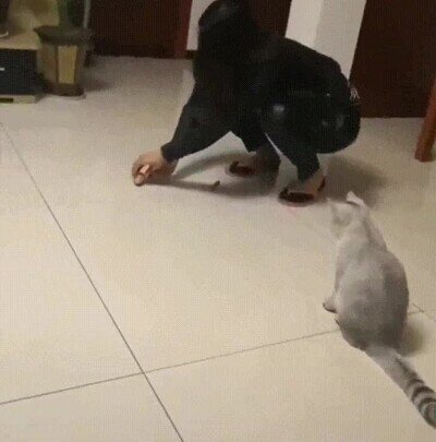 Enlace a Gatos que no saben perseguir cosas sin dar un espectáculo