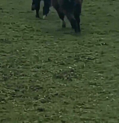 Enlace a Lo más alucinante de este pony es ver cómo derrapa en apenas unos metros