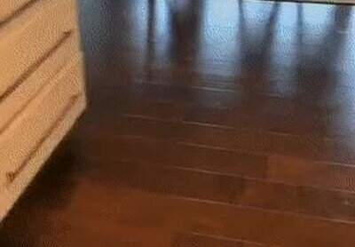 perro,disimulo,suelo