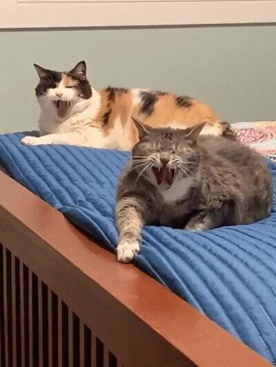 Enlace a Gatos bostezando de forma sincronizada