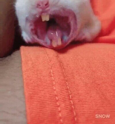 Enlace a Es increíble el miedo que dan cuando simplemente bostezan