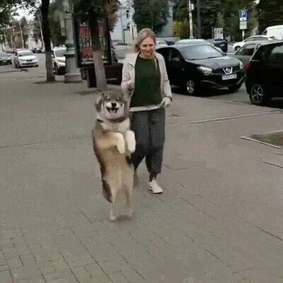 Enlace a Perros que se creen un canguro