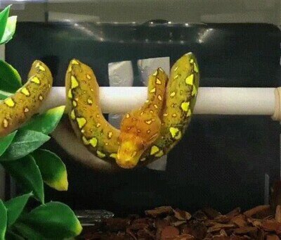 Enlace a Esto es lo que hacen las serpientes antes de echarse una siesta