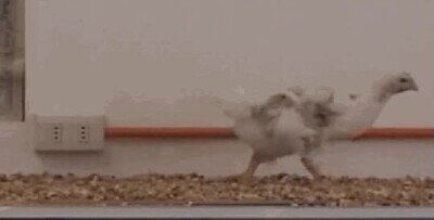 Enlace a Si les pones una cola son como pequeños dinosaurios