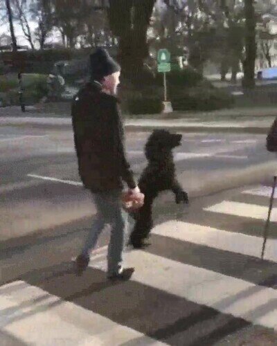 perro,contento,paseo