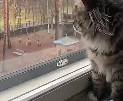 melancolia,gato,nieve