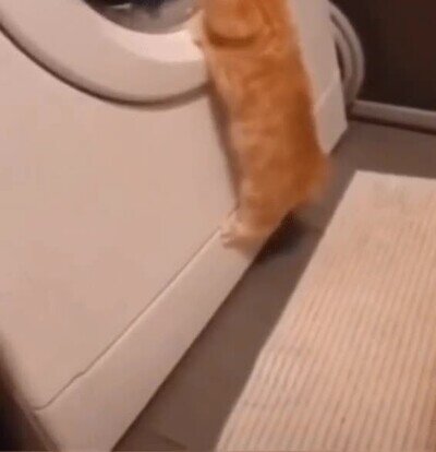 brujeria,gato,lavadora