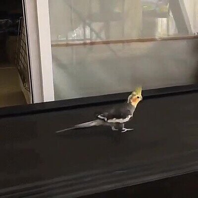 Enlace a Si esta pájaro está haciendo cardio tú también puedes