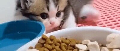 Enlace a Este pobre gato no llega a rascarse la oreja