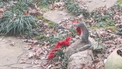 grinch,reencarnar,ardilla