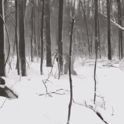 Enlace a Trolleando al cazador de osos