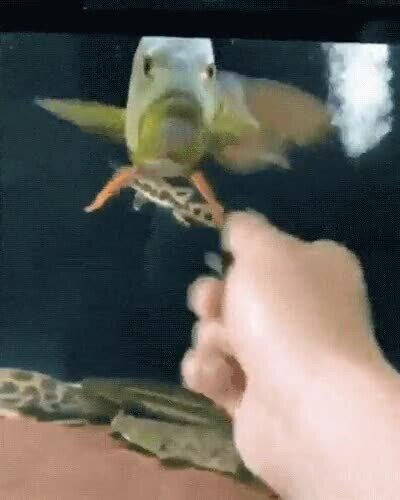 cabrear,pc,movimiento