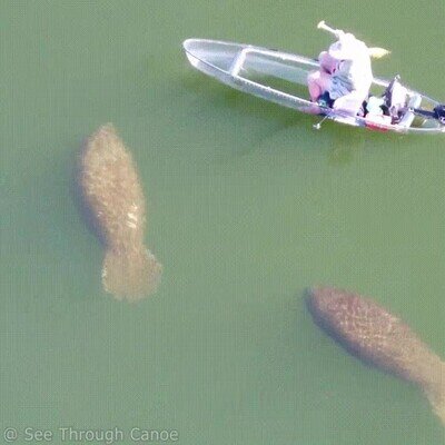 Enlace a Hay tráfico de manatíes en las aguas de Florida