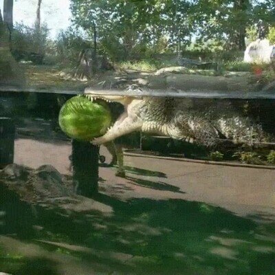 Enlace a Solo un cocodrilio y su sandía