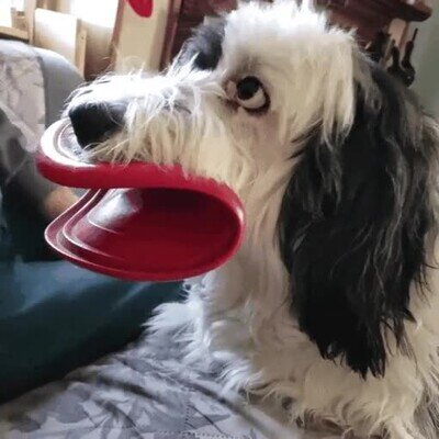 Enlace a Esta super gracioso cuando lleva ese juguete