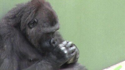 Enlace a Un gorila jugando de forma curiosa con una mariposa