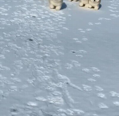 correr,delante,cachorros