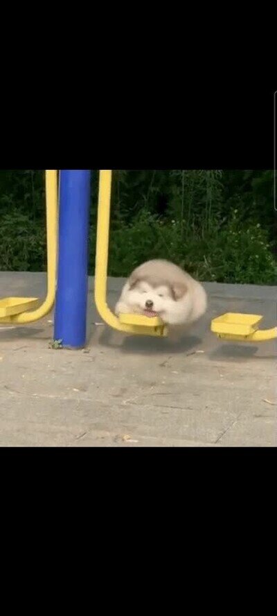 Enlace a Probablemente lo más adorable que verás hoy