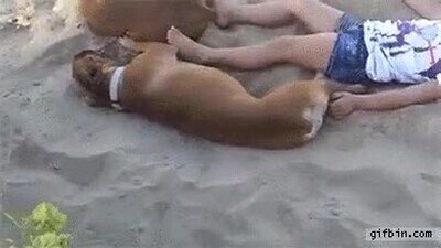 perro,venganza,arena